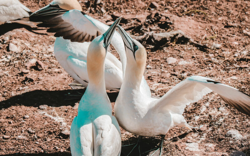 Ile Bonaventure - Gaspésie - Canada - 2019