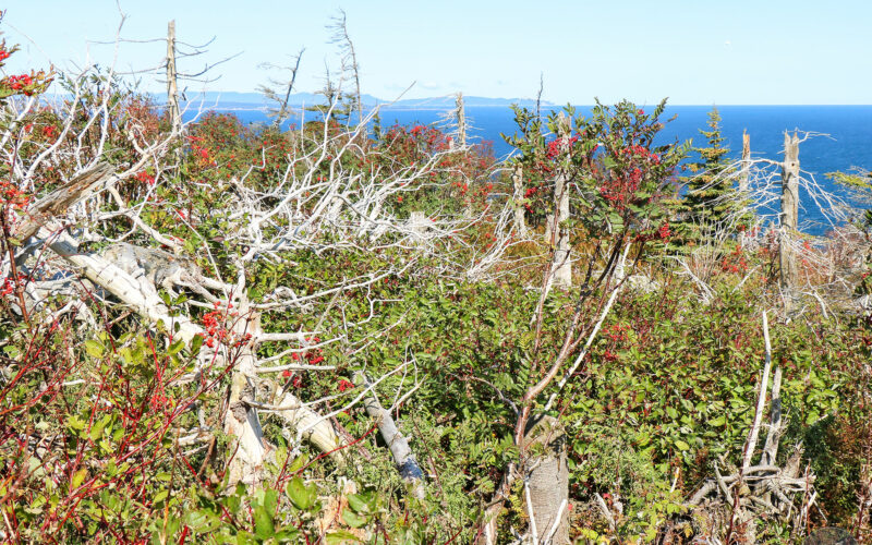 Ile Bonaventure - Gaspésie - Canada - 2019
