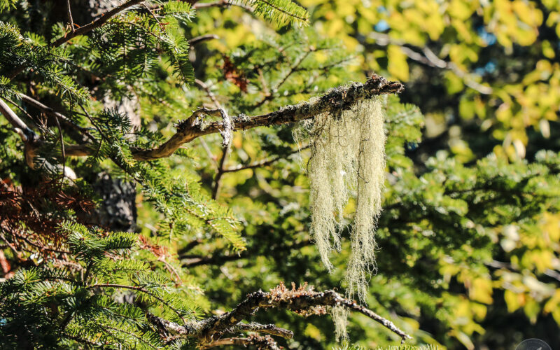 Gaspésie - Canada - 2019