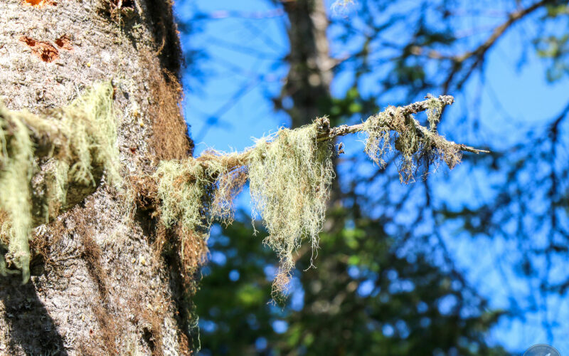 Ile Bonaventure - Gaspésie - Canada - 2019