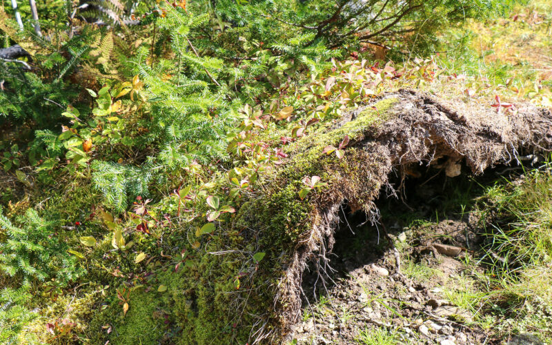 Ile Bonaventure - Gaspésie - Canada - 2019