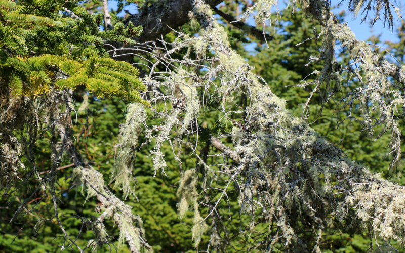 Ile Bonaventure - Gaspésie - Canada - 2019