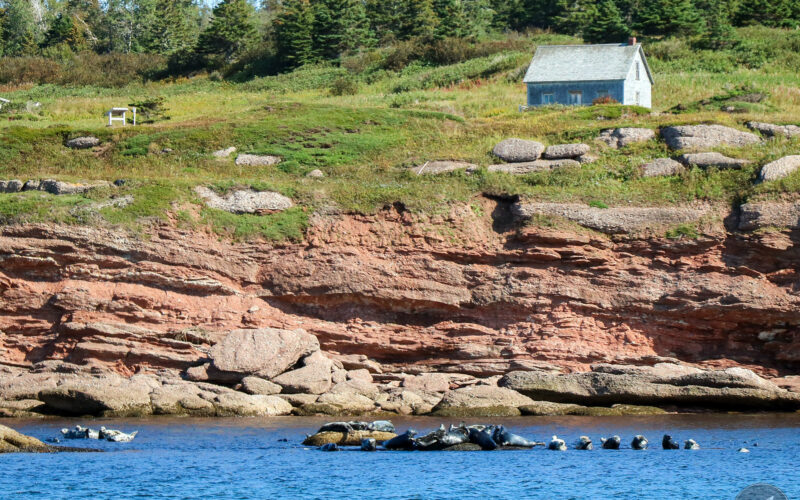 Ile Bonaventure - Gaspésie - Canada - 2019
