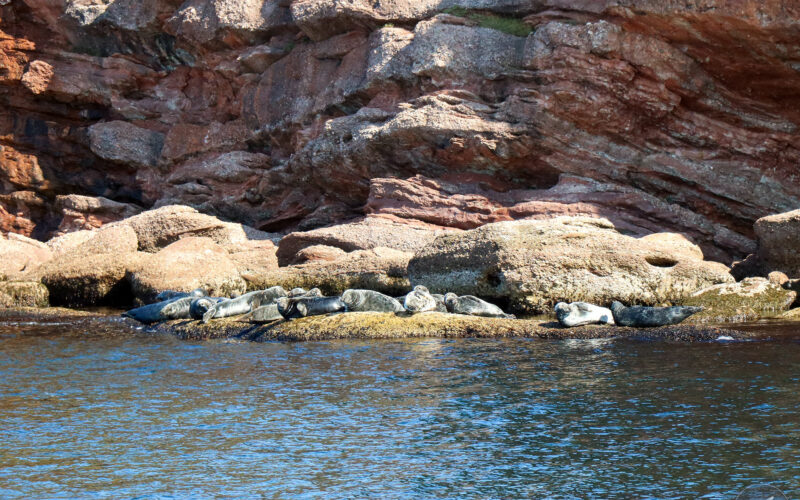 Ile Bonaventure - Gaspésie - Canada - 2019