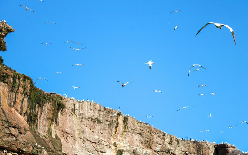Ile Bonaventure - Gaspésie - Canada - 2019
