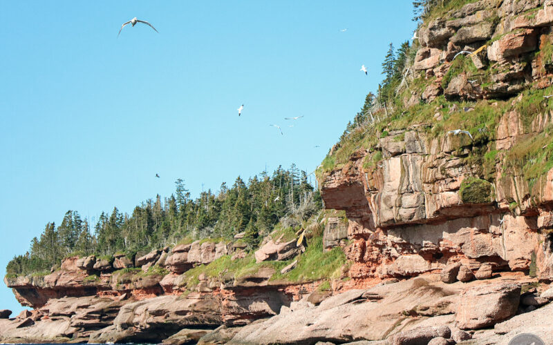 Ile Bonaventure - Gaspésie - Canada - 2019
