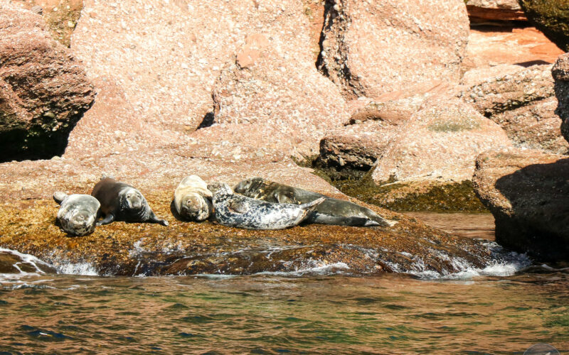 Ile Bonaventure - Gaspésie - Canada - 2019