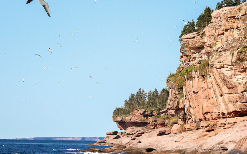 Ile Bonaventure - Gaspésie - Canada - 2019