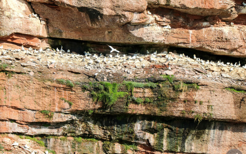 Ile Bonaventure - Gaspésie - Canada - 2019