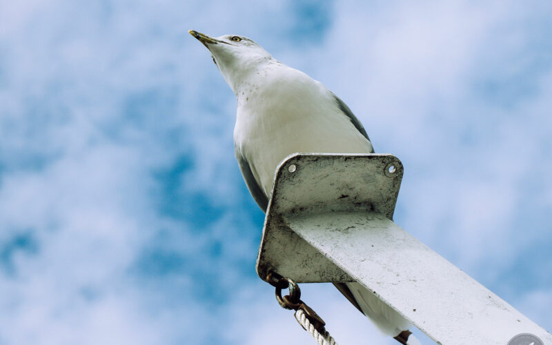 Percé - Gaspésie - Canada - 2019