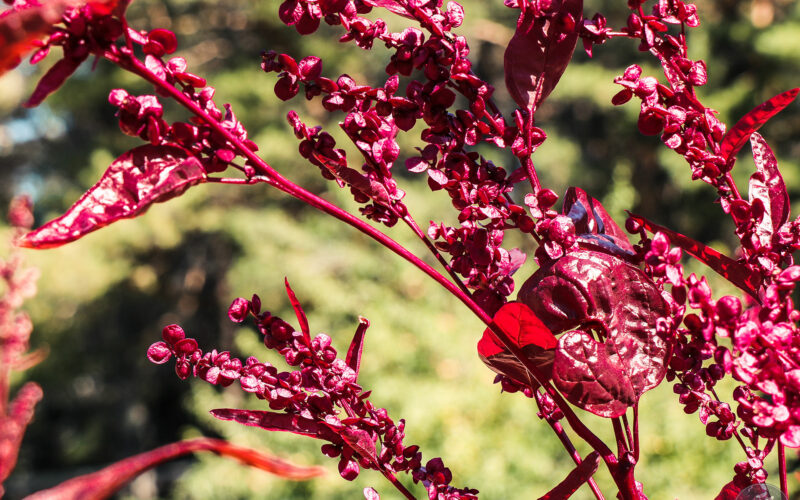 Jardin des Métis - Canada - 2019
