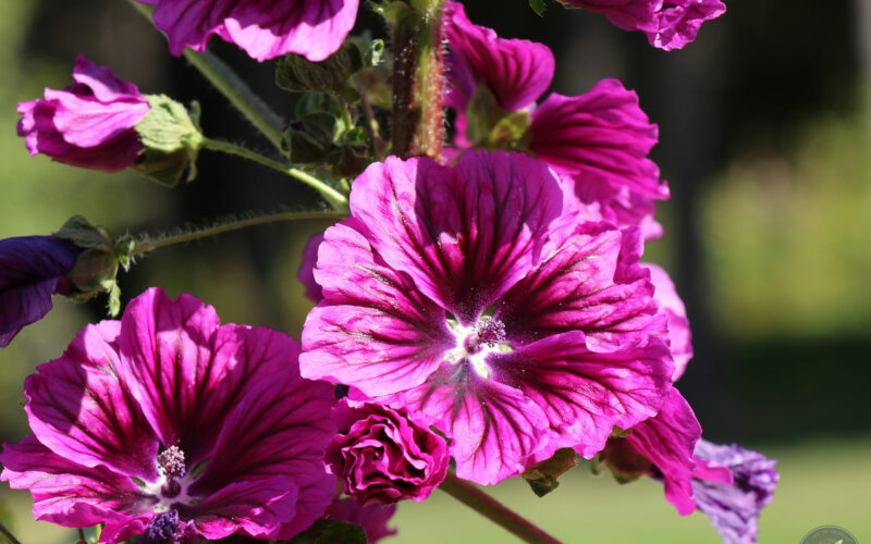 Jardin des Métis - Canada - 2019