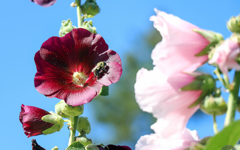 Jardin des Métis - Canada - 2019