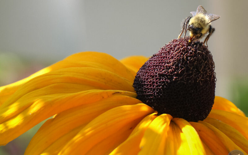 Jardin des Métis - Canada - 2019
