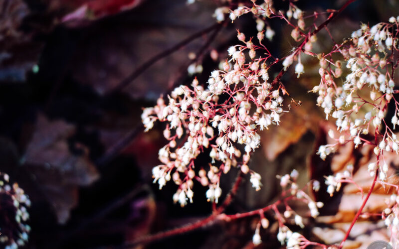 Jardin des Métis - Canada - 2019