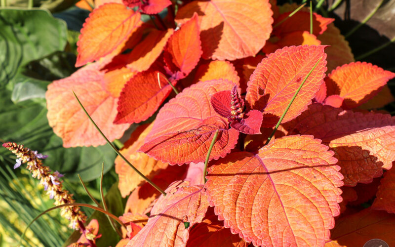 Montréal - Canada - 2019
