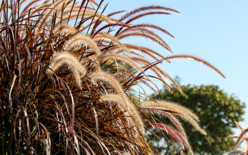 Montréal - Canada - 2019
