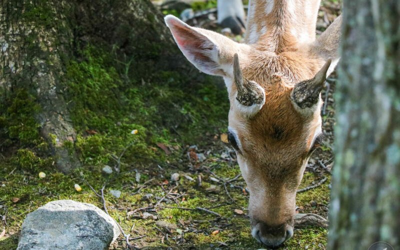 Parc Omega - Canada - 2019