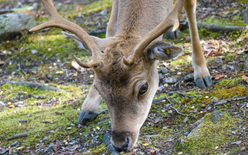 Parc Omega - Canada - 2019