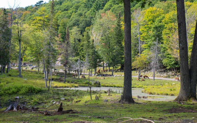 Parc Omega - Canada - 2019