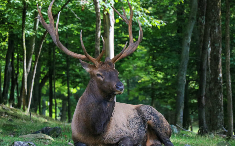 Parc Omega - Canada - 2019