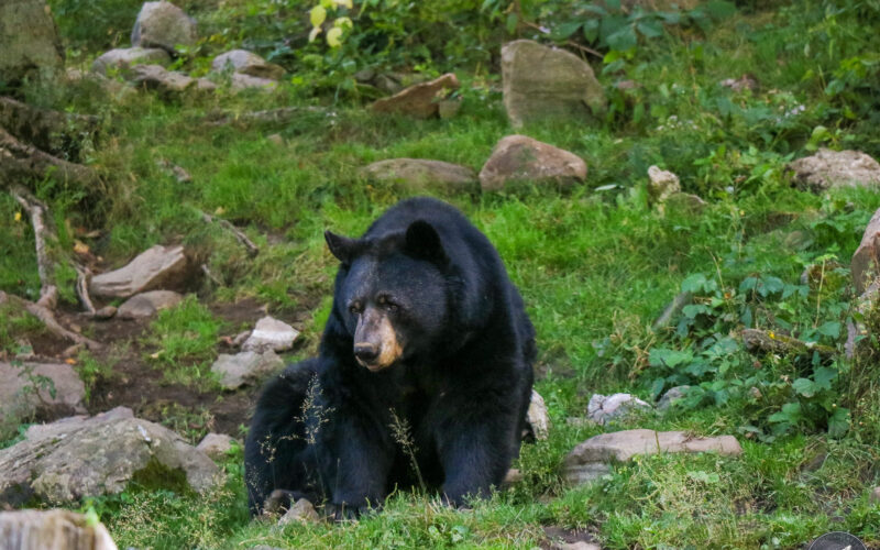 Parc Omega - Canada - 2019