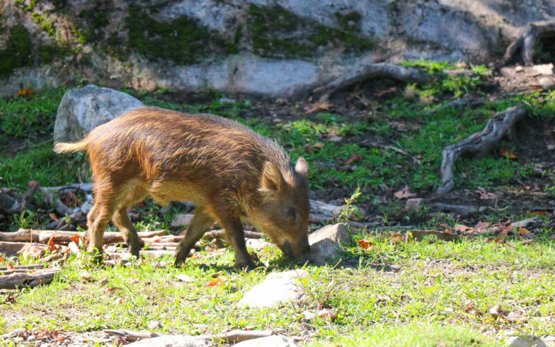 Parc Omega - Canada - 2019