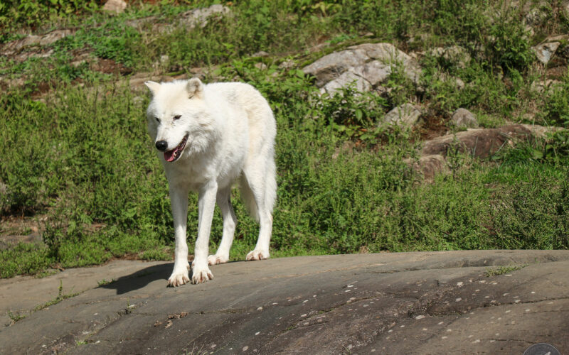 Parc Omega - Canada - 2019