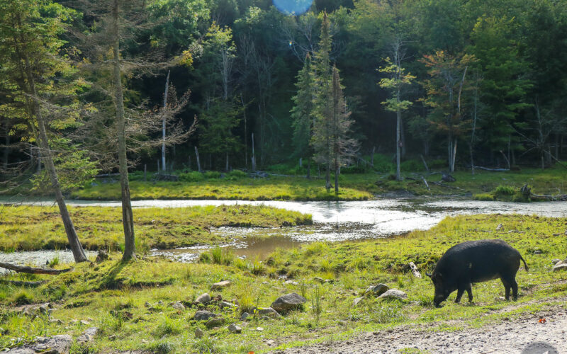 Parc Omega - Canada - 2019