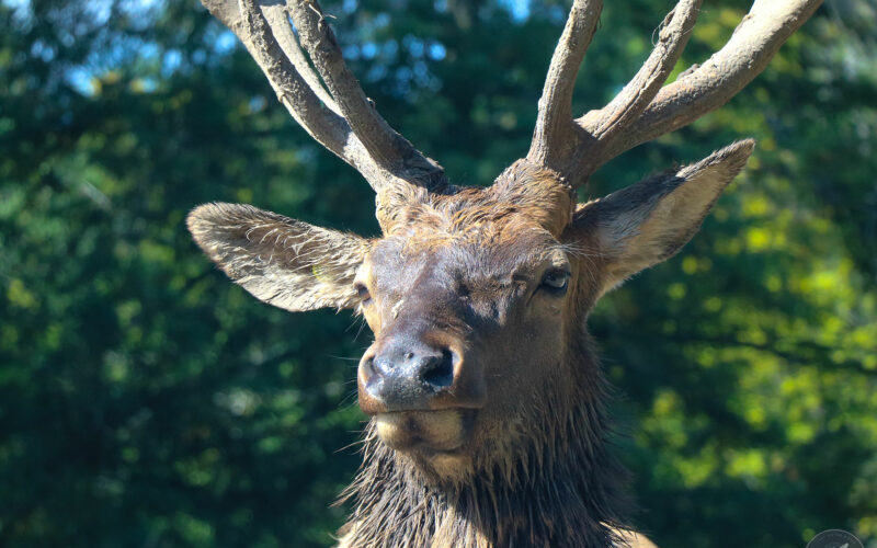 Parc Omega - Canada - 2019