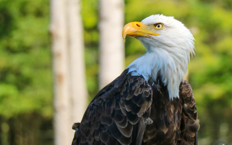 Parc Omega - Canada - 2019