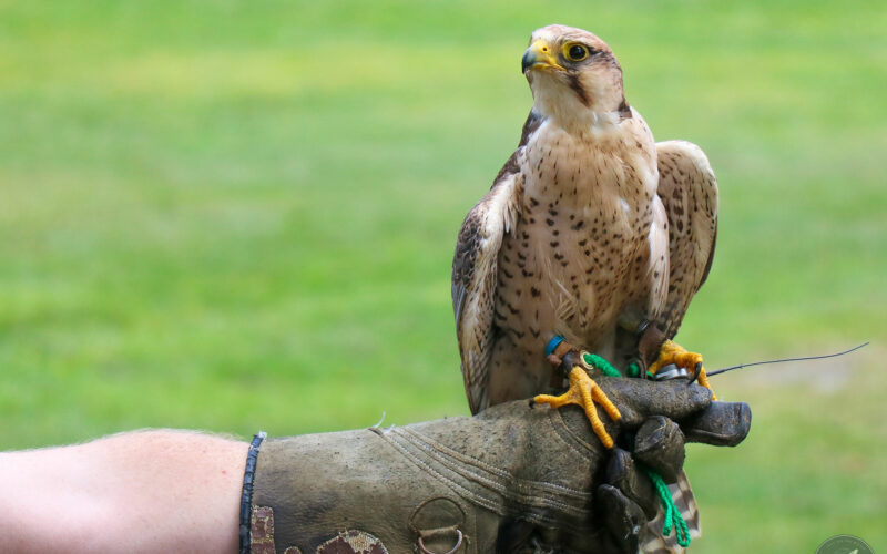 Parc Omega - Canada - 2019