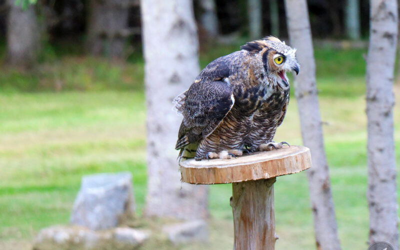 Parc Omega - Canada - 2019