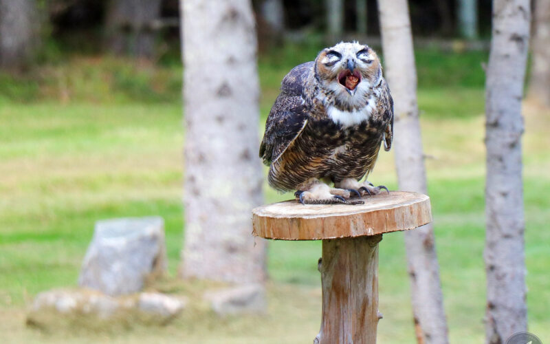 Parc Omega - Canada - 2019