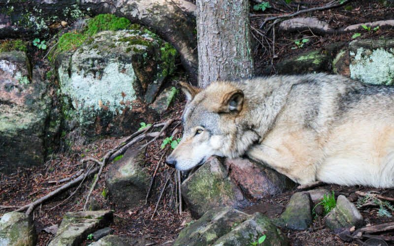 Parc Omega - Canada - 2019
