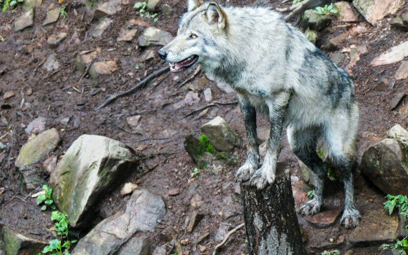 Parc Omega - Canada - 2019
