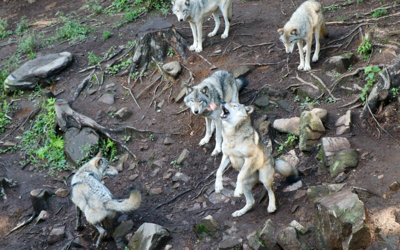 Parc Omega - Canada - 2019