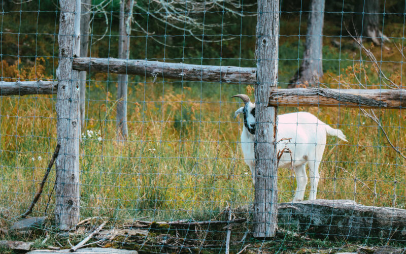 Parc Omega - Canada - 2019