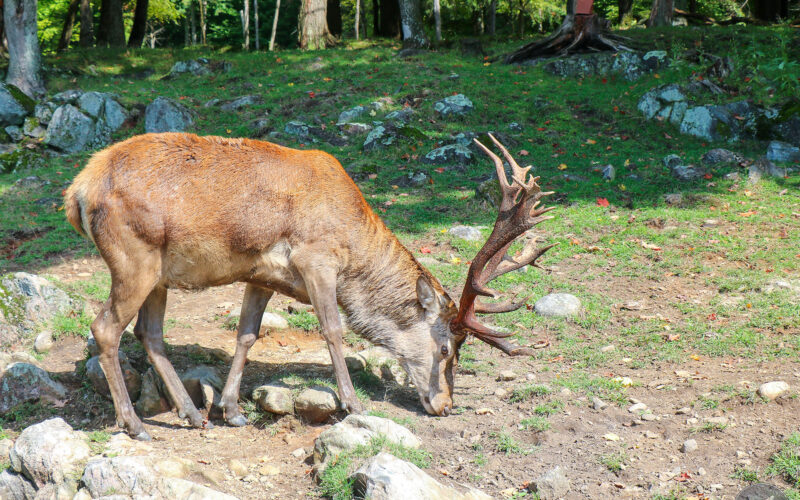 Parc Omega - Canada - 2019