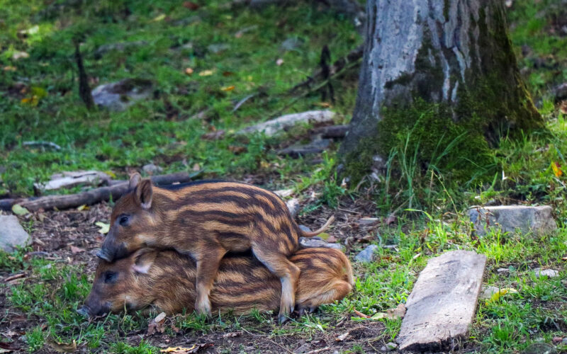 Parc Omega - Canada - 2019
