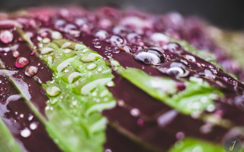 Molten Tears - Grande Saline - Saint-Barthélemy - 2020