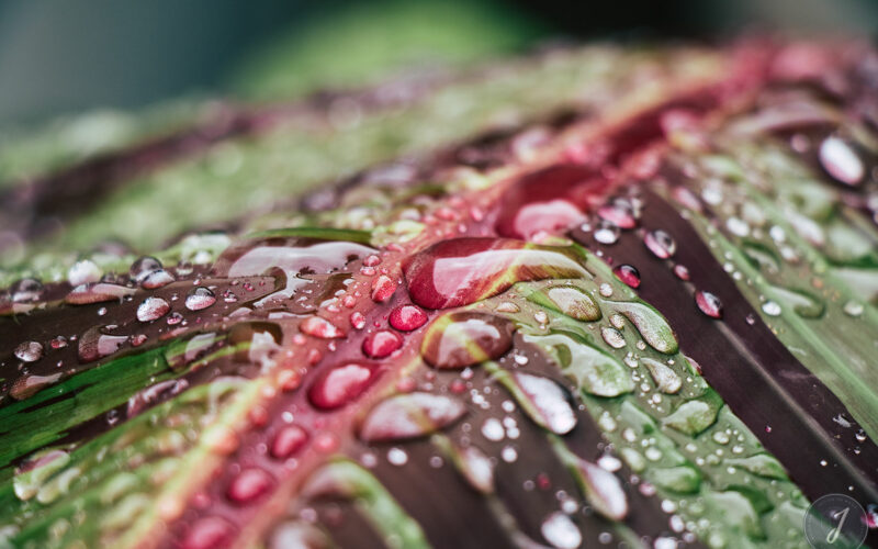 Molten Tears - Grande Saline - Saint-Barthélemy - 2020