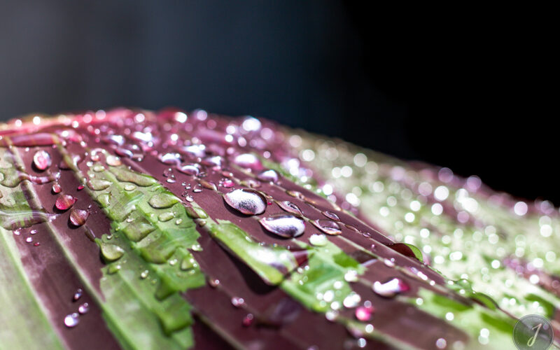 Molten Tears - Grande Saline - Saint-Barthélemy - 2020