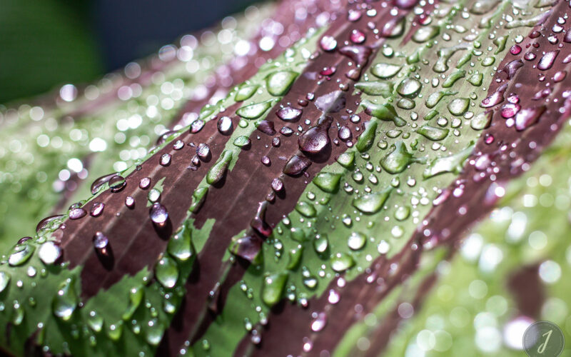 Molten Tears - Grande Saline - Saint-Barthélemy - 2020