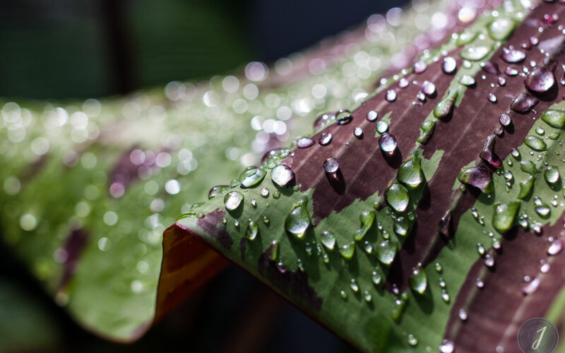 Molten Tears - Grande Saline - Saint-Barthélemy - 2020