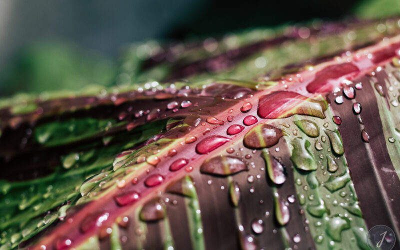 Molten Tears - Grande Saline - Saint-Barthélemy - 2020