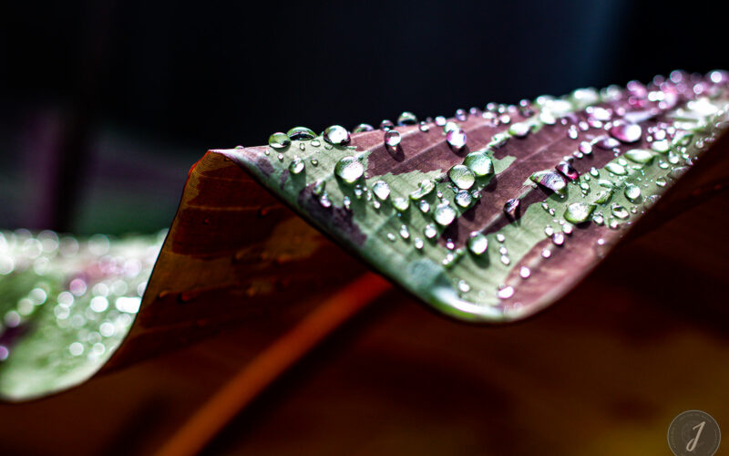 Molten Tears - Grande Saline - Saint-Barthélemy - 2020