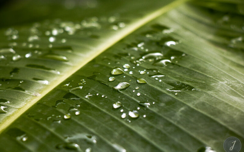 Molten Tears - Grande Saline - Saint-Barthélemy - 2020