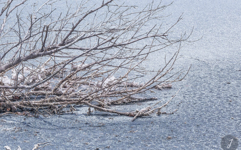 Neige Estivale - Lumière Salée - Grande Saline - Saint-Barthélemy - 2020