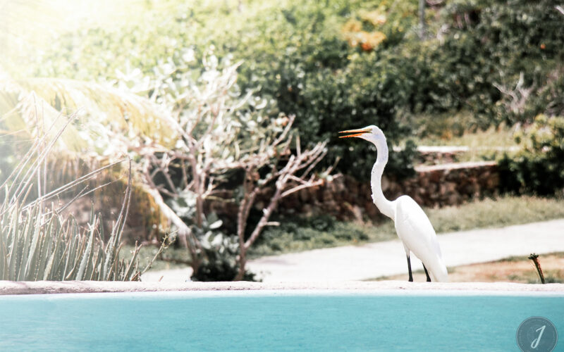 Azur - Grande Saline - Saint-Barthélemy - 2020